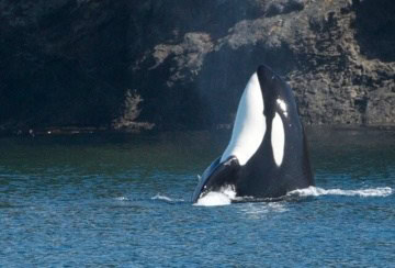 Orca-T19B-Maya-360x244 | Sea Quest Kayak Tours An orca breaching vertically out of the water near a rocky shoreline