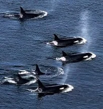 A pod of orcas swimming together near the surface of the water, with some spouting mist.