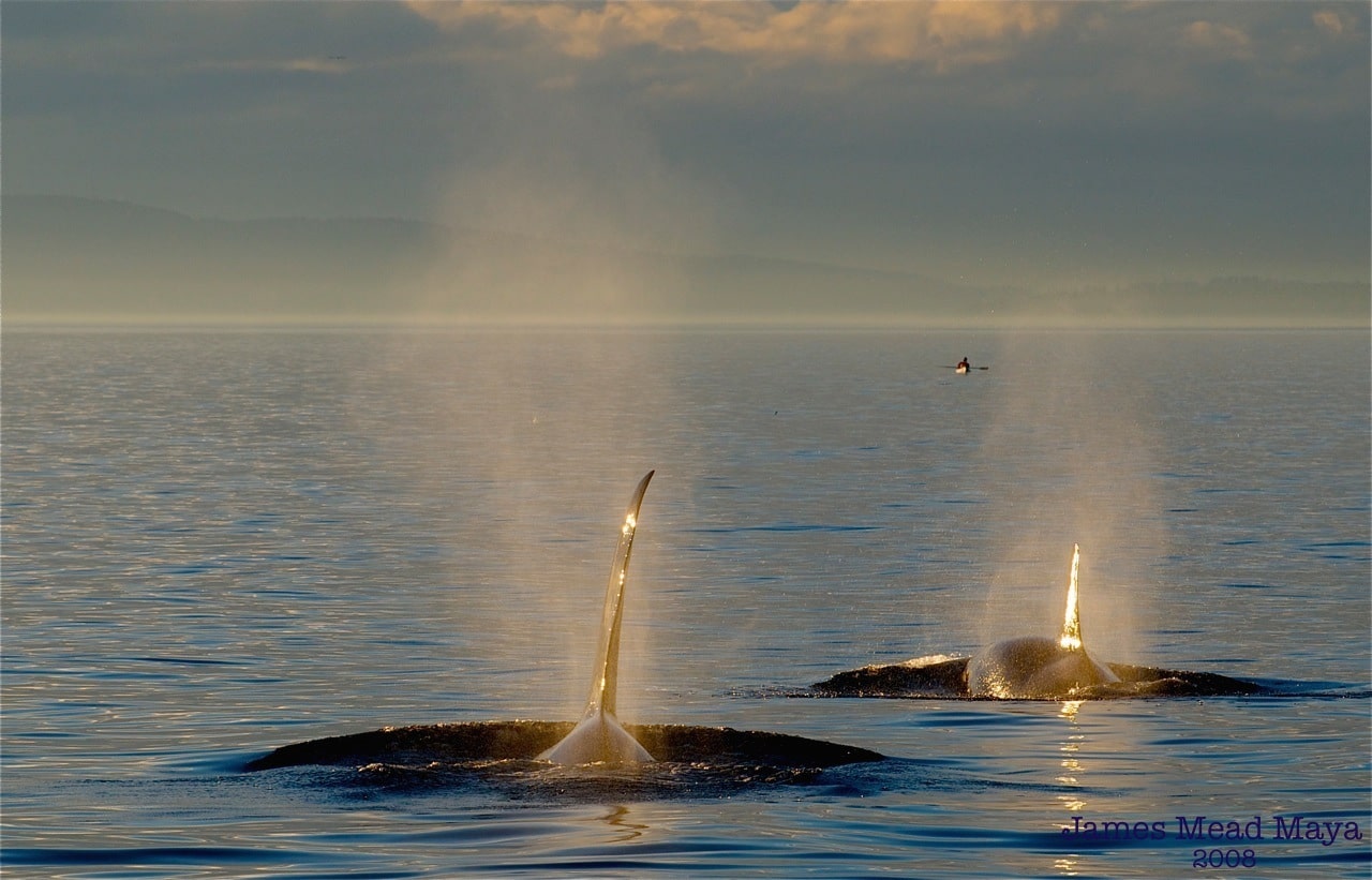 Killer-Whale-Watching-Zone