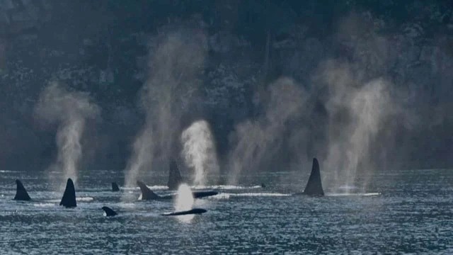 NO MORE KAYAKING WITH ORCA WHALES