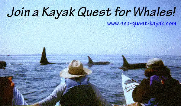 Orca-whale-greeting-ceremony
