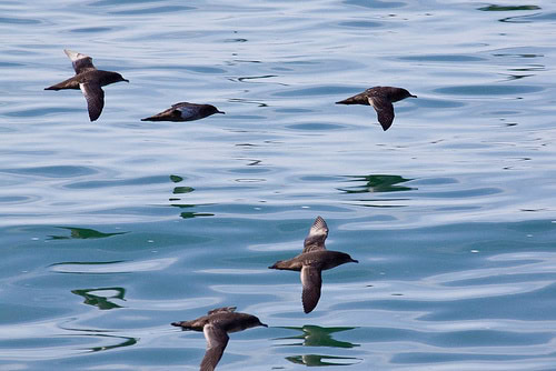 Shearwater Invasion