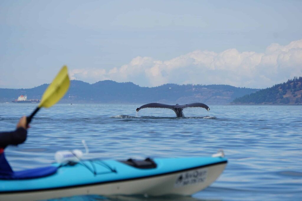 humpback whale kayak