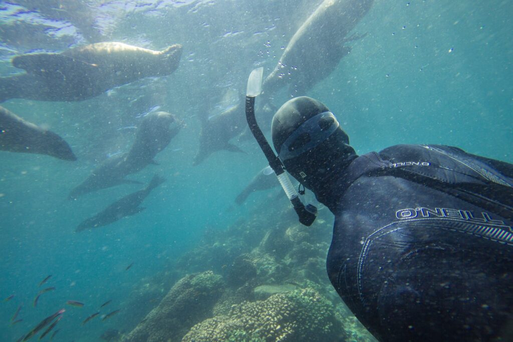 la paz kayaking baja mexico espirtu santo sea lions scaled