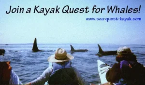 Orca in San Juan Islands