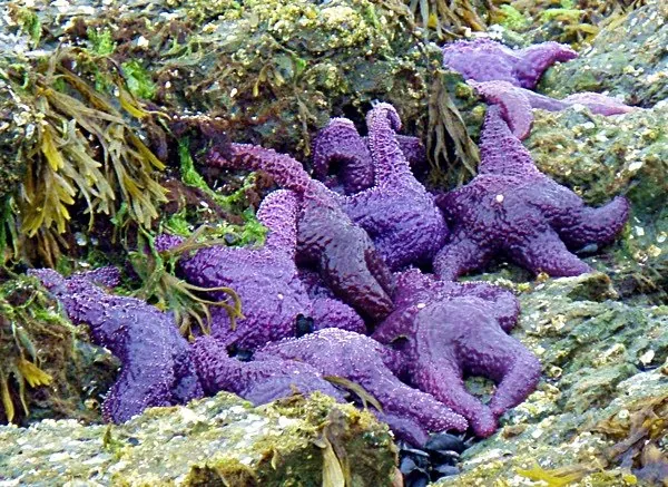 Group of purple star fish