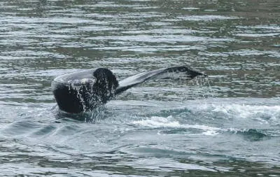 A humpback whales tail emerging from the water as it dives