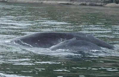 A humpback whale surfacing in the water near the shore