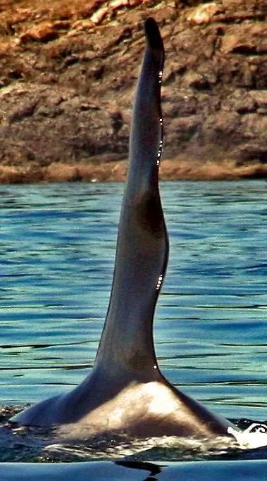 An orcas tall dorsal fin emerging from the water with rocky cliffs in the background