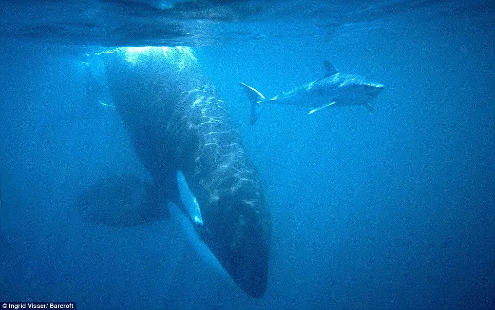 An orca and a shark swimming underwater