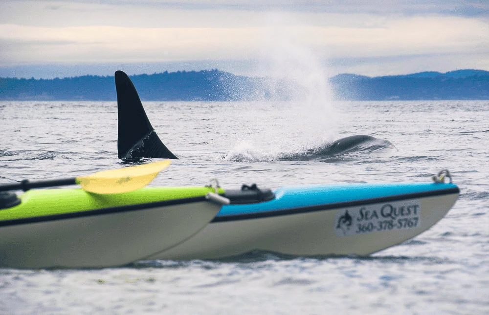 best time to spot whales on a kayak tour in the san juan islands